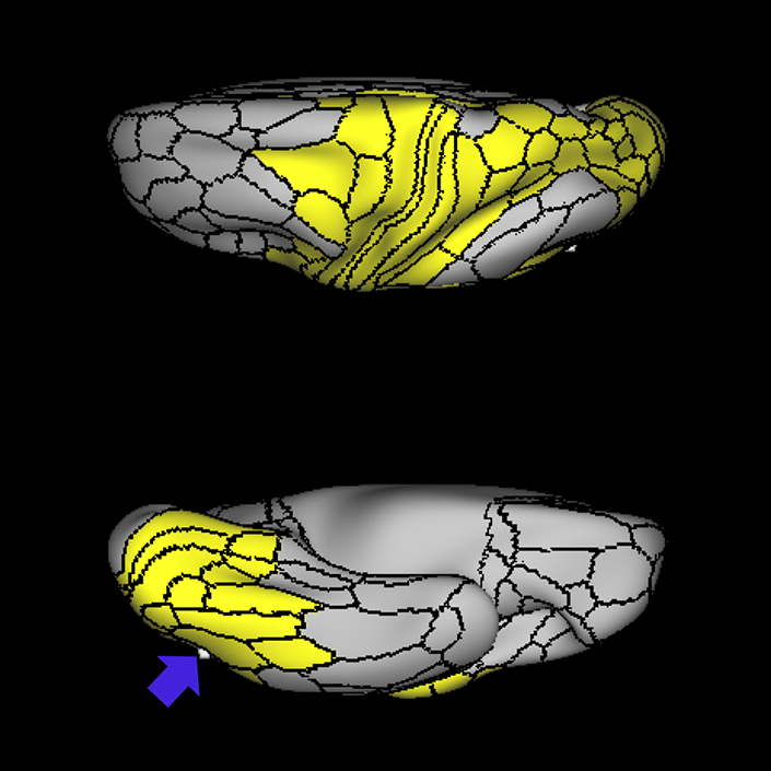 FST_c
