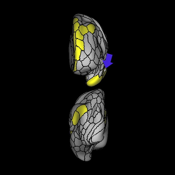 STSva_b