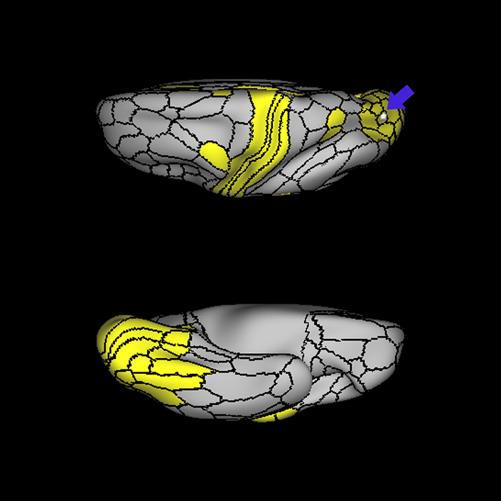 V7_c